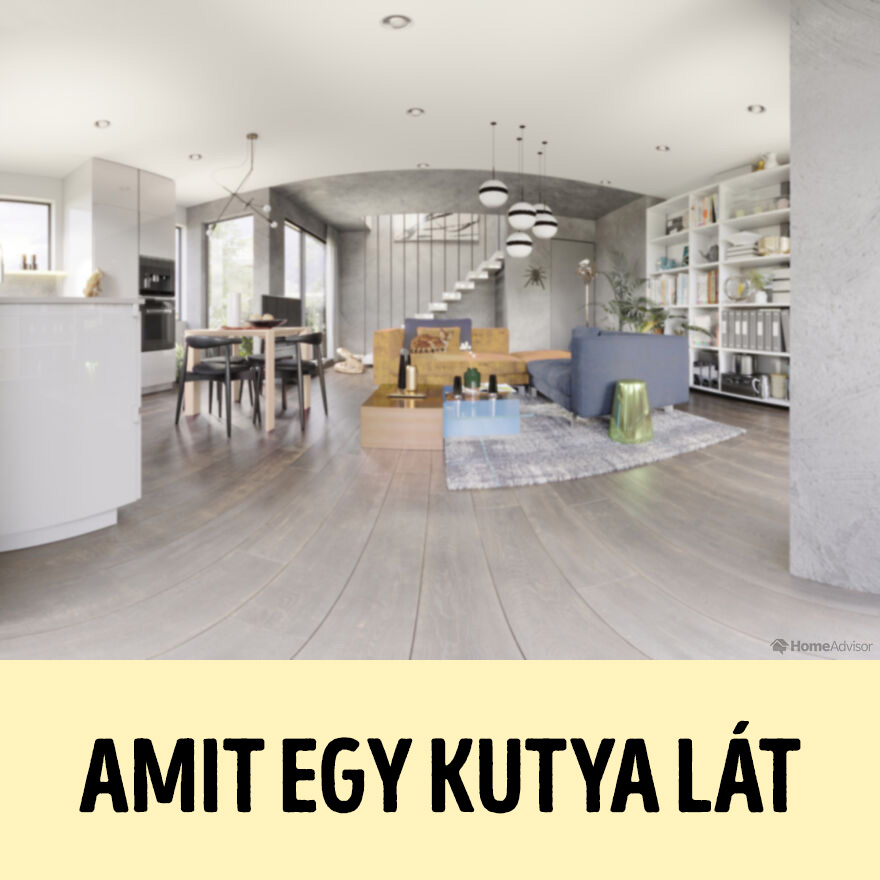 hogyan látják a világot az állatok