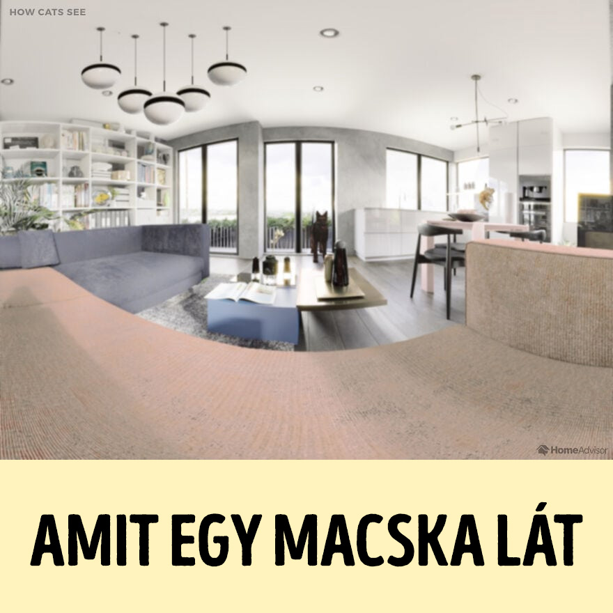 hogyan látják a világot az állatok