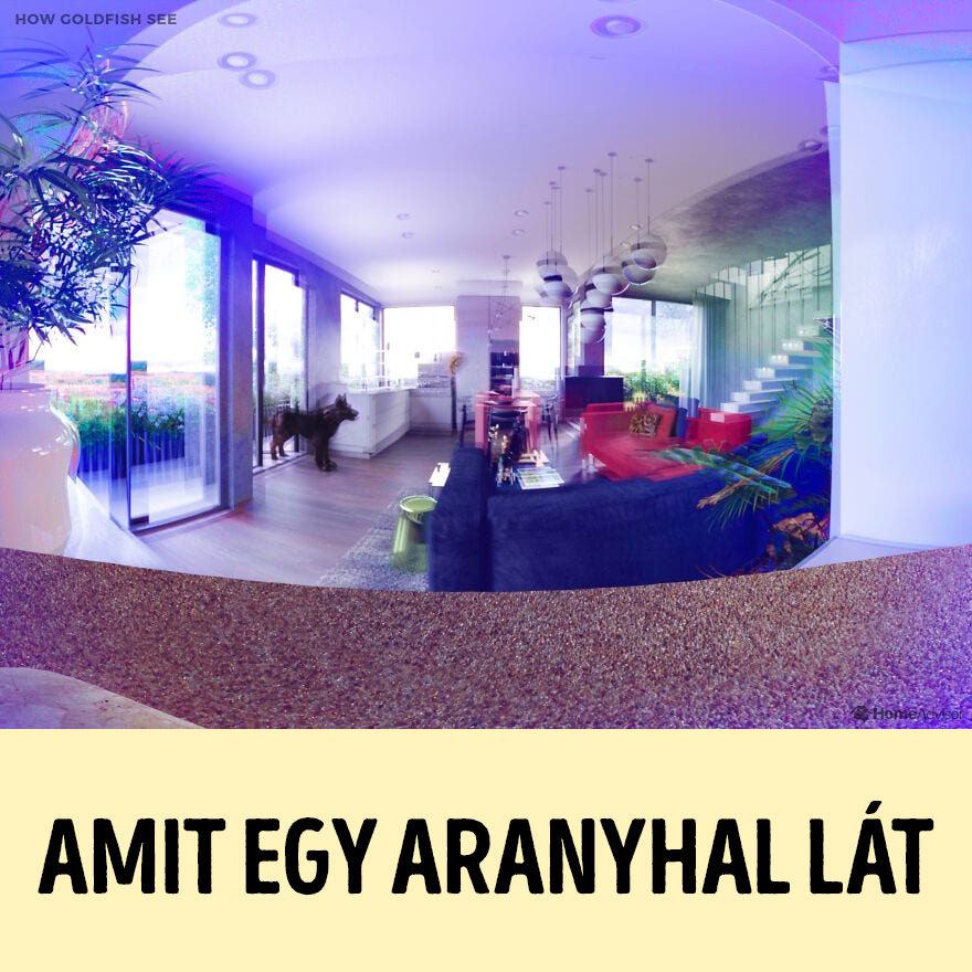 hogyan látják a világot az állatok
