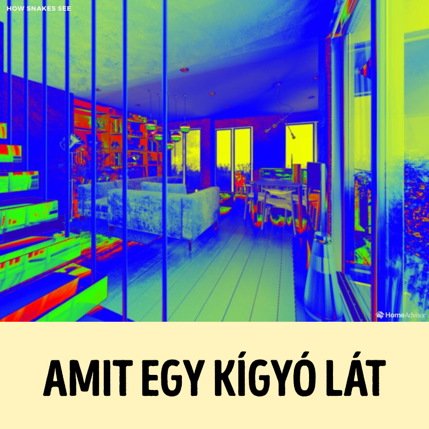 hogyan látják a világot az állatok