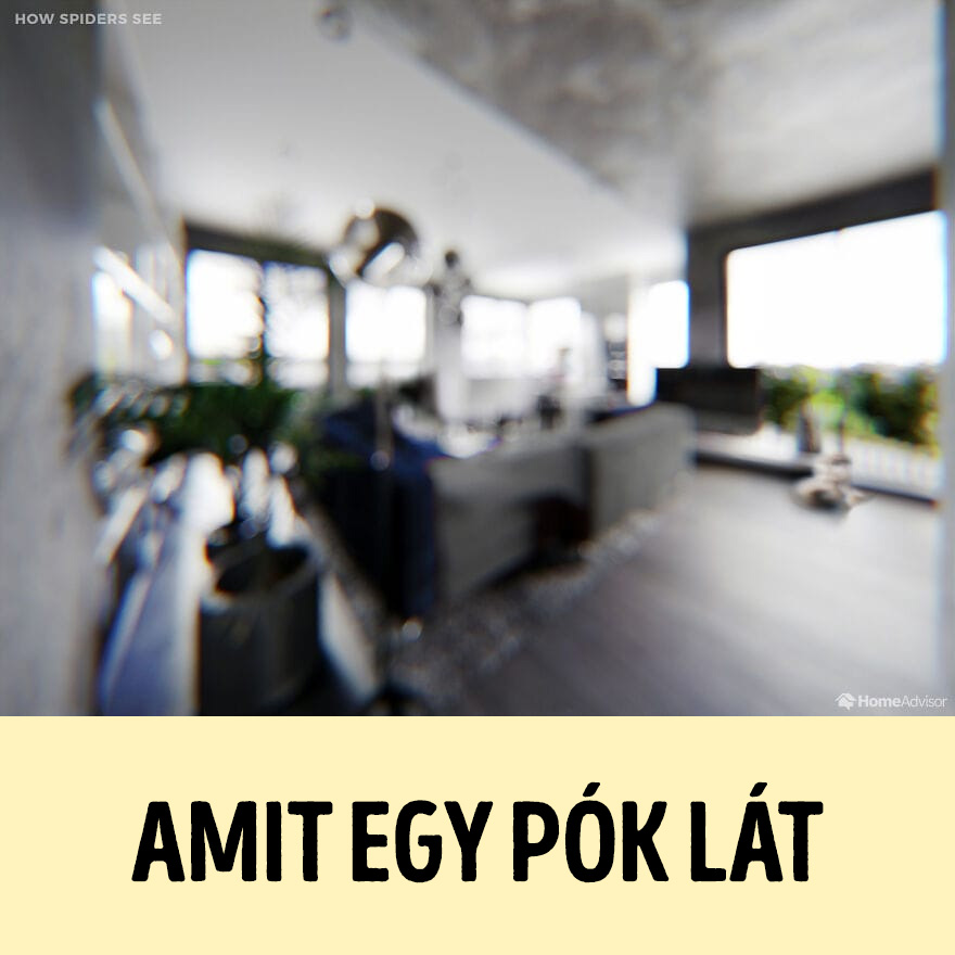 hogyan látják a világot az állatok