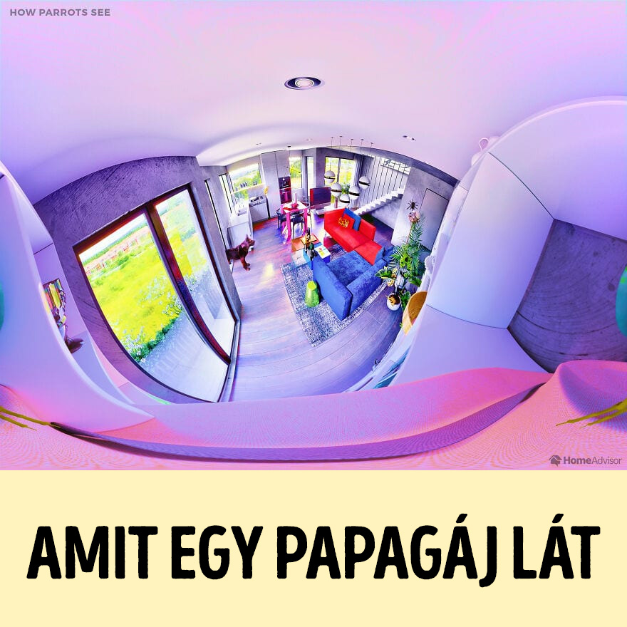 hogyan látják a világot az állatok