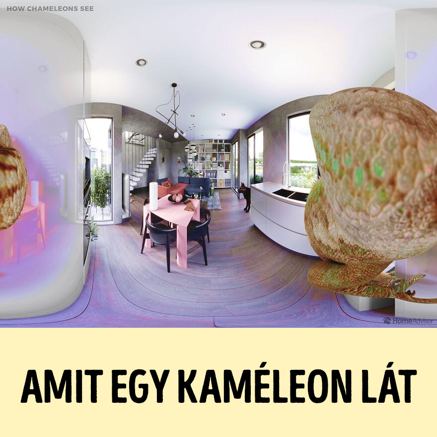 hogyan látják a világot az állatok