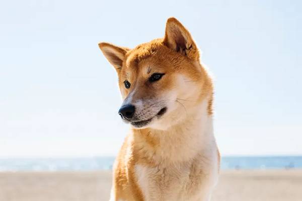Shiba Inu