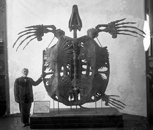 Végezetül: így nézett ki a kihalt óriásteknős, az Archelon ischyros.