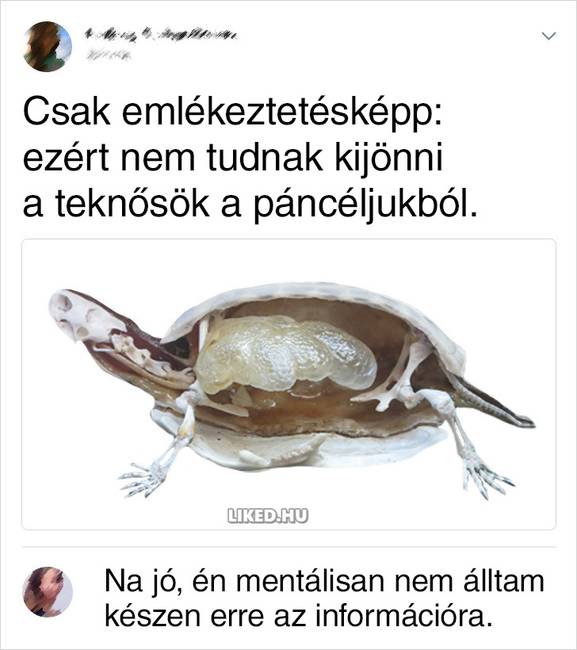 Kiderült, hogy a teknősök nem is olyan egyszerűek, mint gondolnánk.