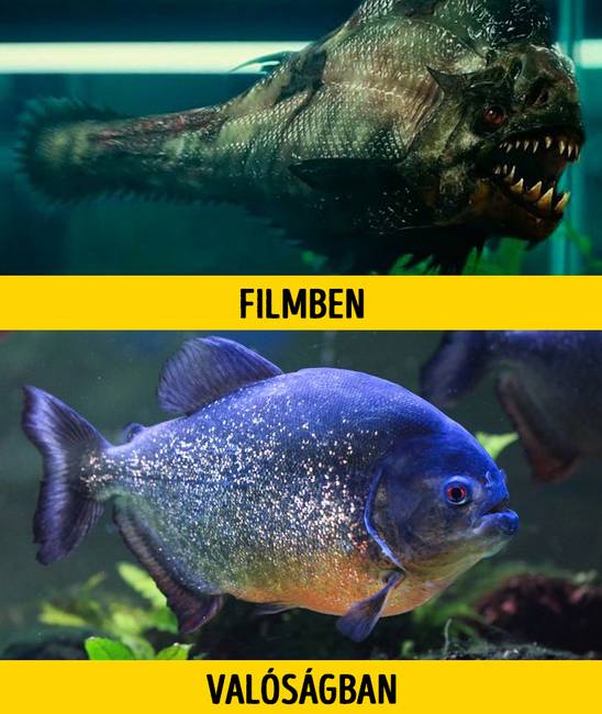 Pirája.