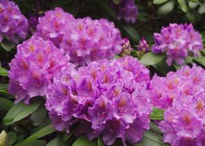 Rododendron