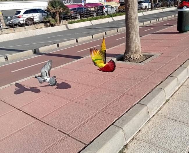 „Ma láttam egy tarka galambot."