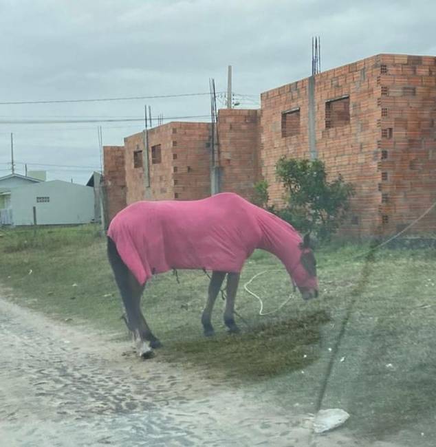Amikor hideg az idő Brazíliában.