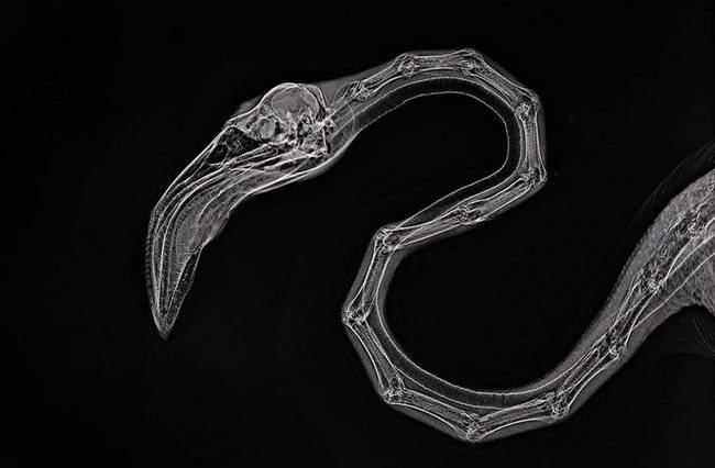Így néz ki egy flamingó a röntgenfelvételen.