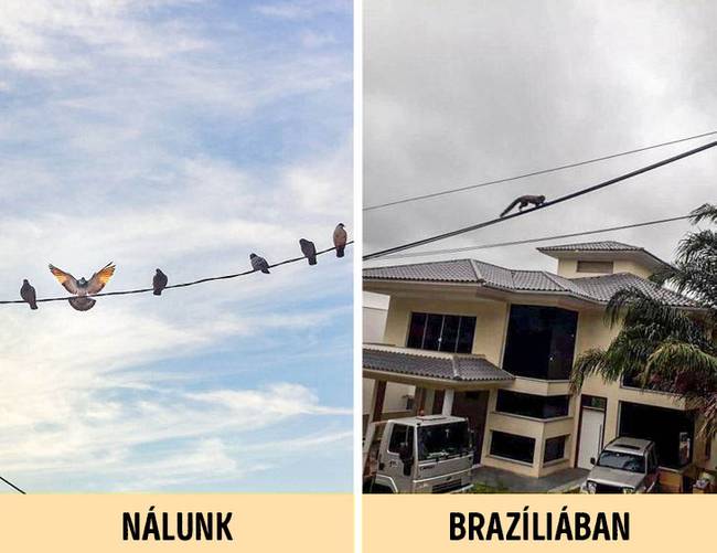 Madarak a vezetéken nálunk, majmok Brazíliában.