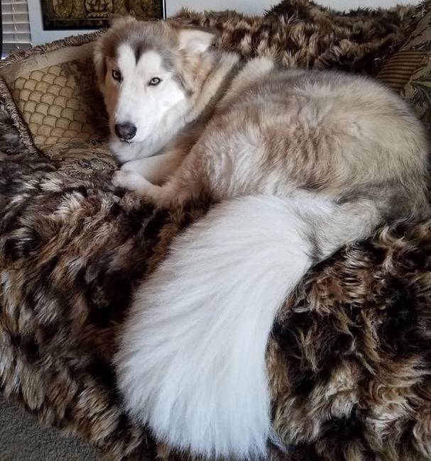 Hatalmas, lompos farkú husky.
