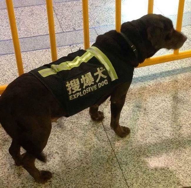 „Kiderült, hogy a japán kutyák nagyon veszélyesek."