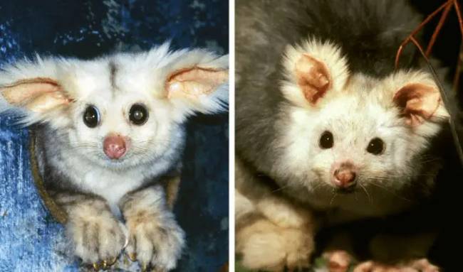 animales 6