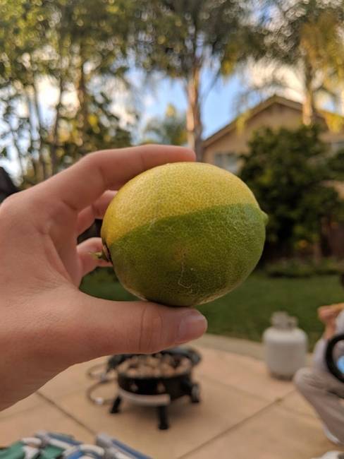 Mutáns déligyümölcs: félig citrom, félig lime.