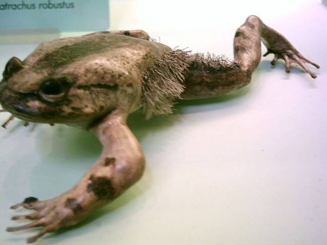 Szőrös béka