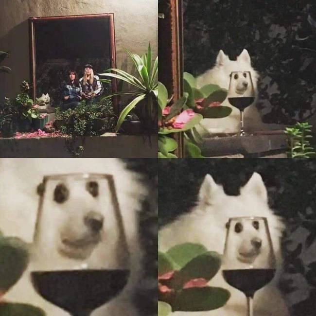 Photobomb állatok 021
