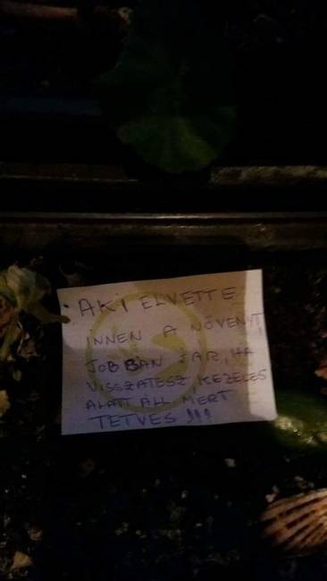 Ki a bánat lop el egy tetves virágot?!