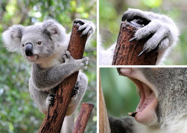 Koalák
