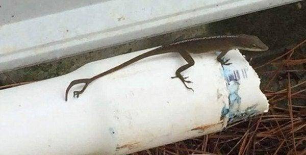 A gyíknak a leszakadt farka helyén egy új láb is nőtt.