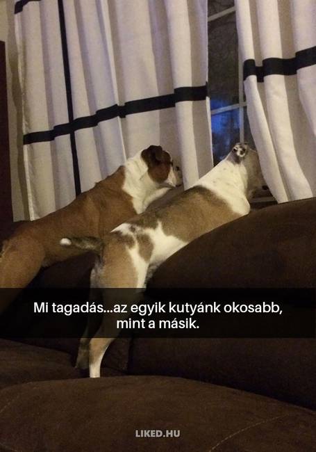 16 kutyás Snapchat-üzenet, ami kétségkívül jobb hellyé tette az internetet