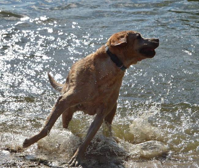 Labrador