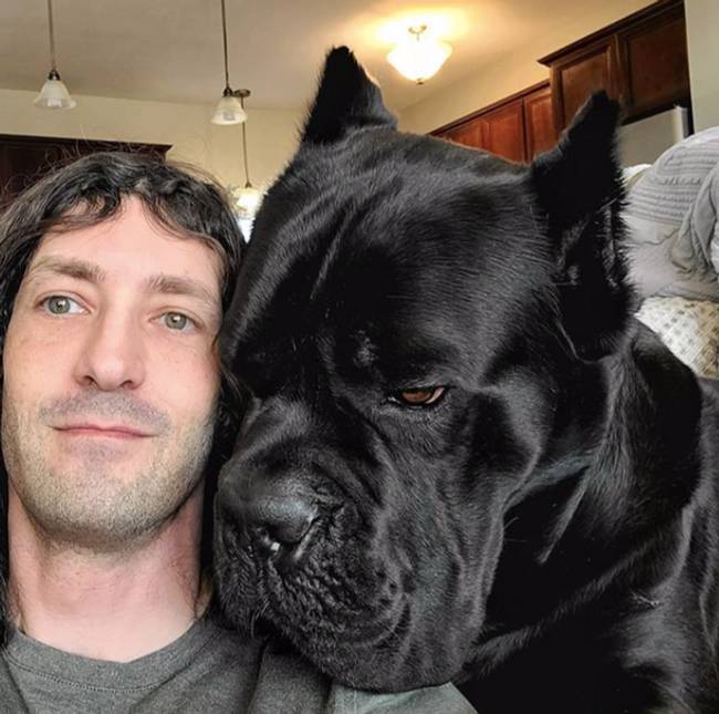 Cane corso - a kutyafajta, aminek az ősei állítólag az ősi római gladiátorok kutyái voltak.