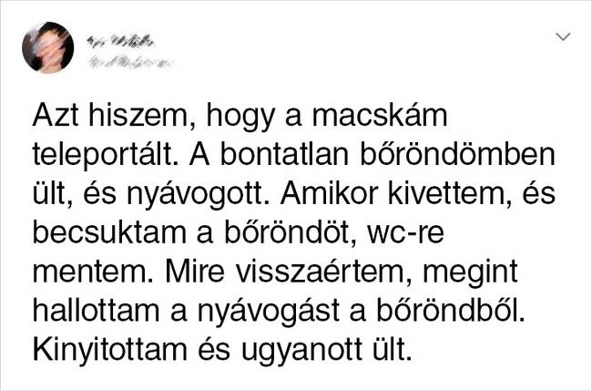 Macska bőrönd