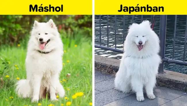 Fotók japánról 021