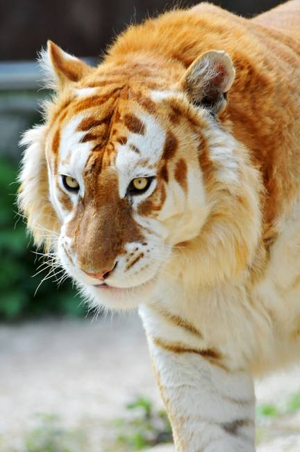 Aranytigris. Összesen csak ~30 példány él belőle a világon.