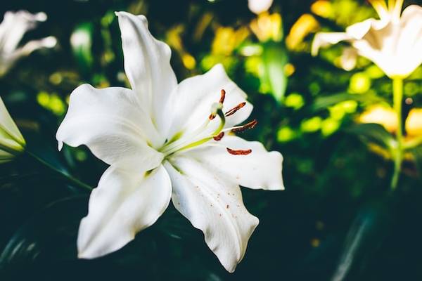 Liliom