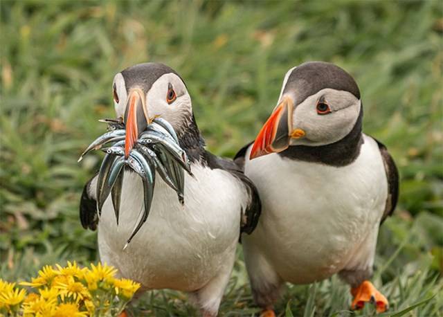 Kihirdették a Comedy Wildlife fotópályázat döntőseit, és ez a 30 állat biztos, hogy Téged is meg fog nevettetni