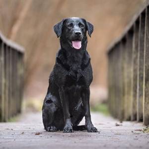Labrador