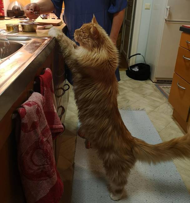 A maine coon macskáknak nem feltétlenül kell felugraniuk a konyhapultra, hogy megnézzék, mi folyik ott.