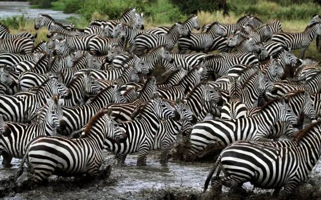 Zebragoló emberek 012