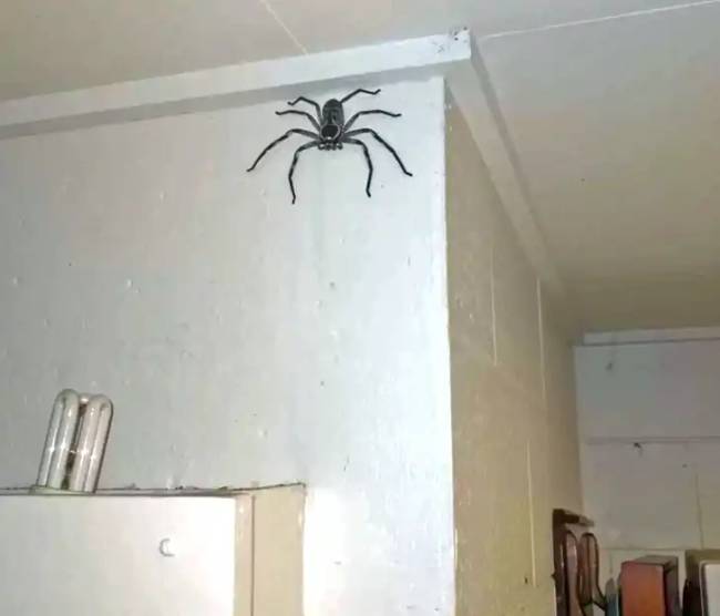 Ausztrália ijesztő fotók 028