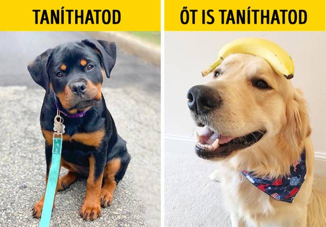 Nem taníthatsz új trükköket egy öreg kutyának.