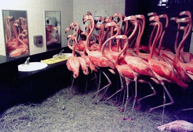 Flamingók a mellékhelyiségben.