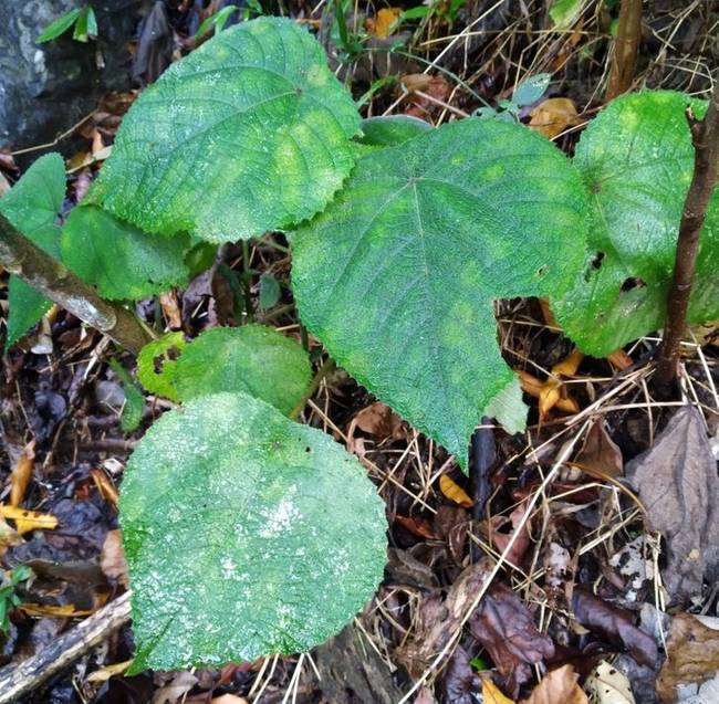 Dendrocnide moroides