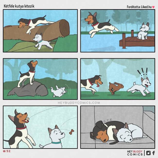 Kétféle kutya létezik.