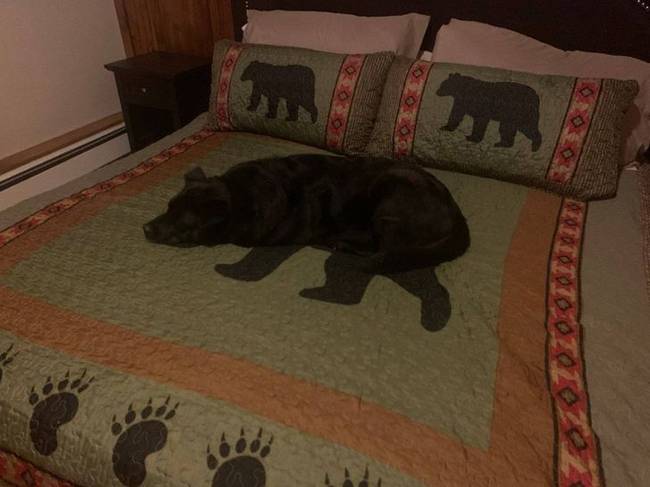 Innen nézve olyan, mintha tényleg egy medve aludna az ágyon.