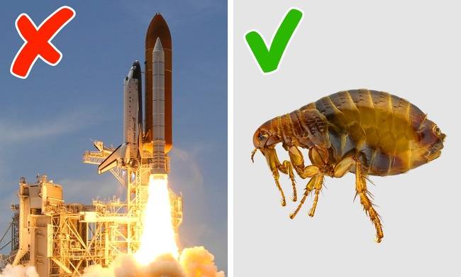 Bolha és űrsikló
