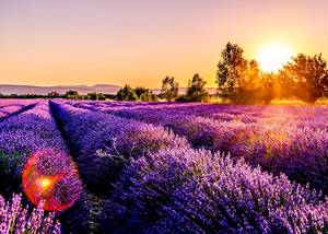 Provence