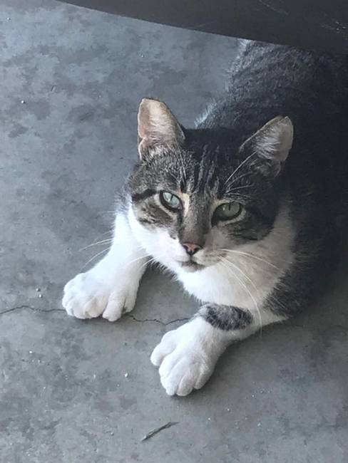 Ennek a macskának hihetetlenül nagyok a mancsai."