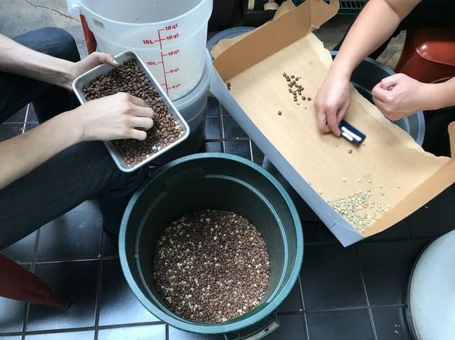 „Egy kávézóban dolgozom. Figyelmetlenségből a főnököm a pörköletlen kávészemeket öntött a gépbe, úgyhogy egyenként kellett szétválogatnunk a szemeket.”
