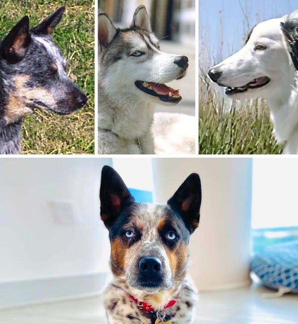 Ausztrál pásztorkutya + Husky + Skót juhász