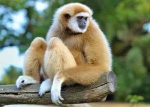 Fehérkezű gibbon