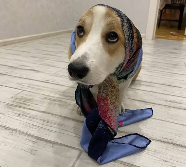 Kutyasál