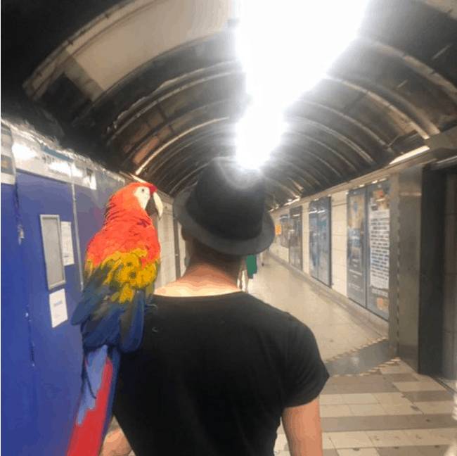 Öröm az ürömben: a trópusi állatok egész otthonosan kezdték magukat érezni a szokatlan kánikulában. 🦜